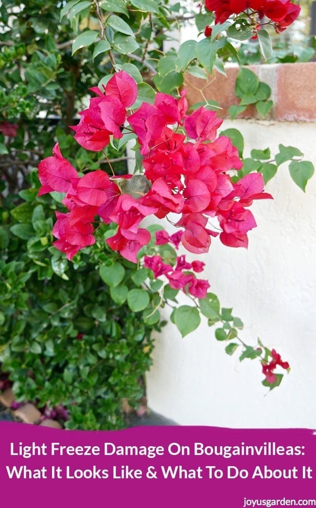 Light Freeze Damage On Bougainvilleas: What It Looks Like and What To Do About It