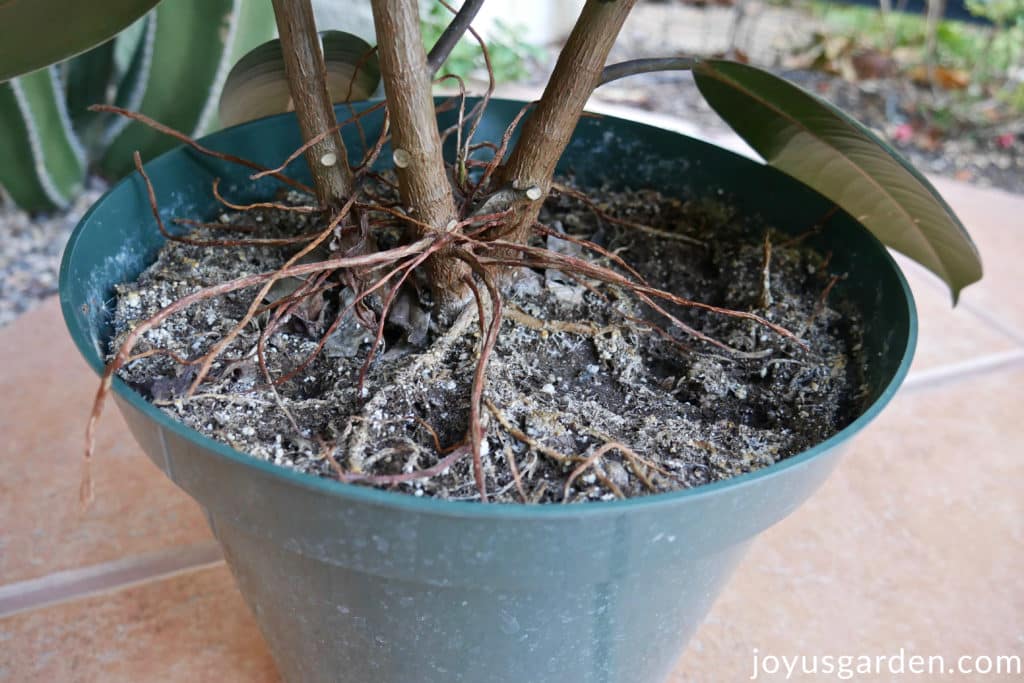 the aerial roots of a rubber tree houseplant