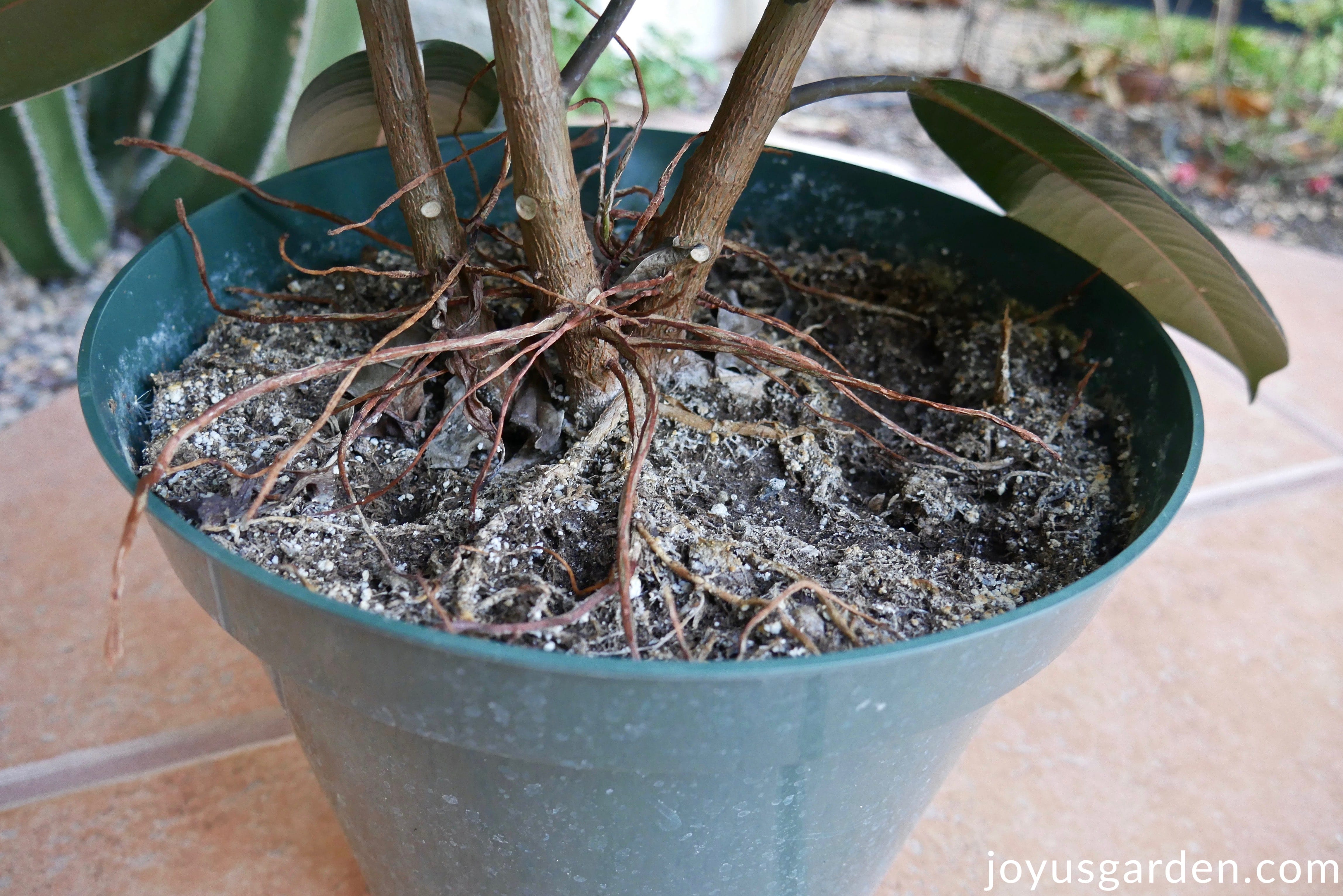 Looking down on the aerial roots of a rubber tree houseplant in a grow pot.