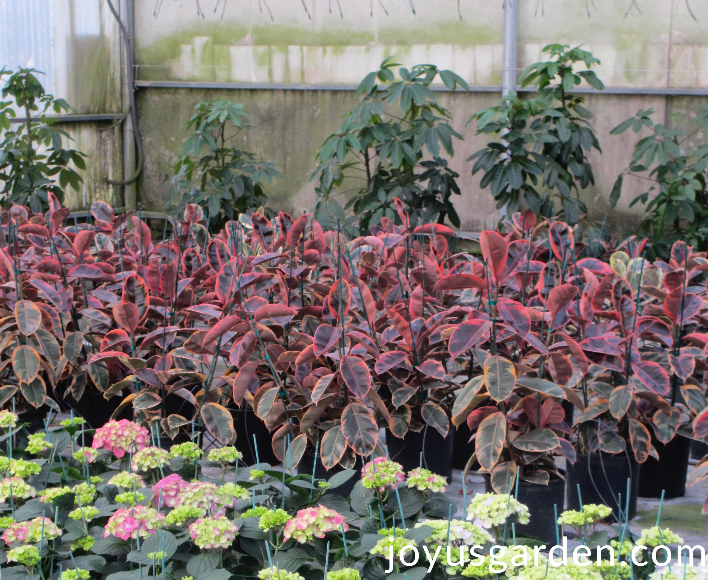 Scheffleras, ruby rubber plants & pink hydrangeas grow in a greenhouse.