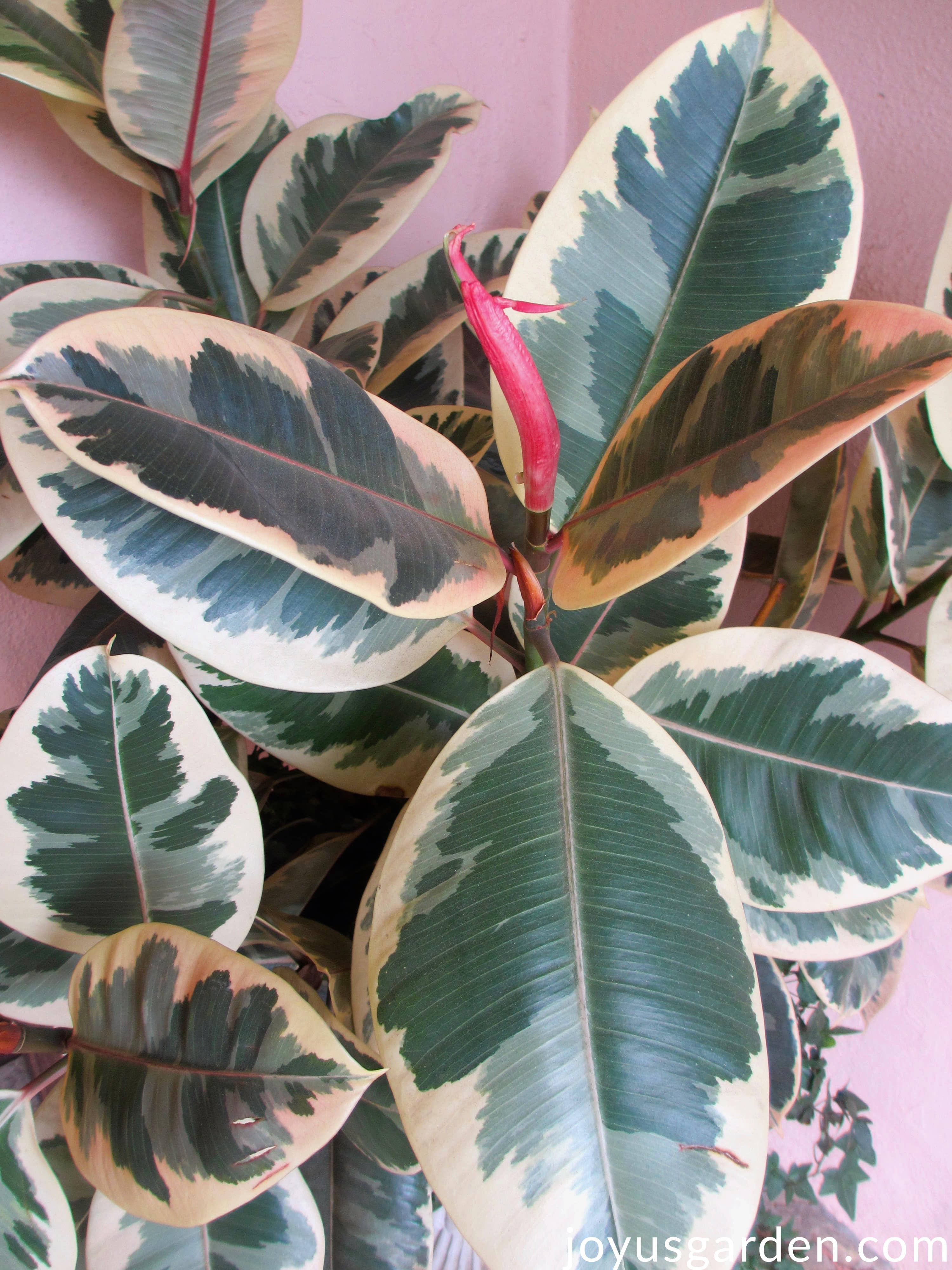 A close up of the large leaves of a ficus elastica variegata variegated rubber tree.