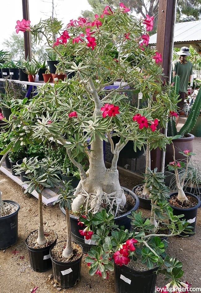 6orgeous 6' tall Adenium obesum with a huge caudex & deep rose flowers surrounded by smaller adeniums