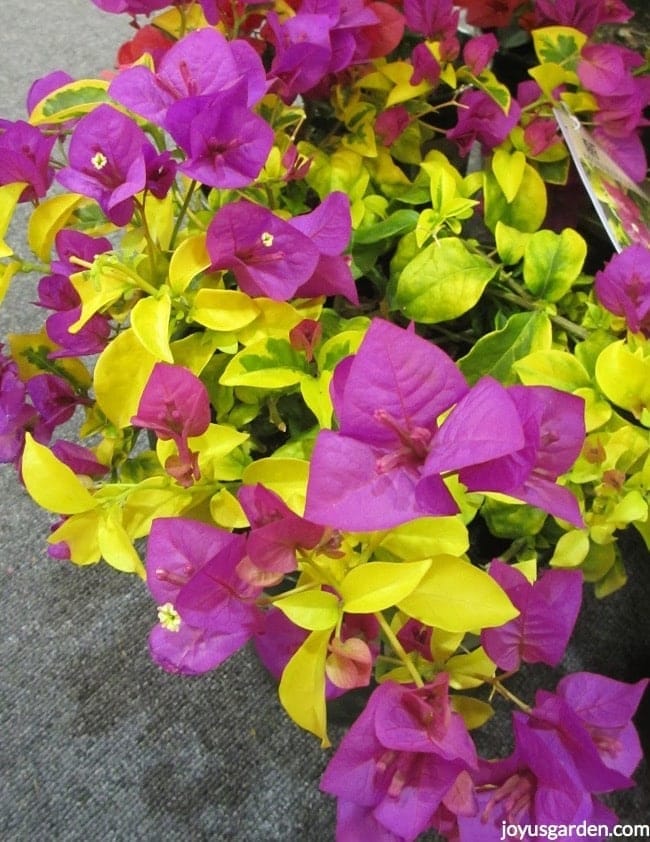 close up of Bougainvillea Golden Jackpot with chartreuse variegated leaves a shrub