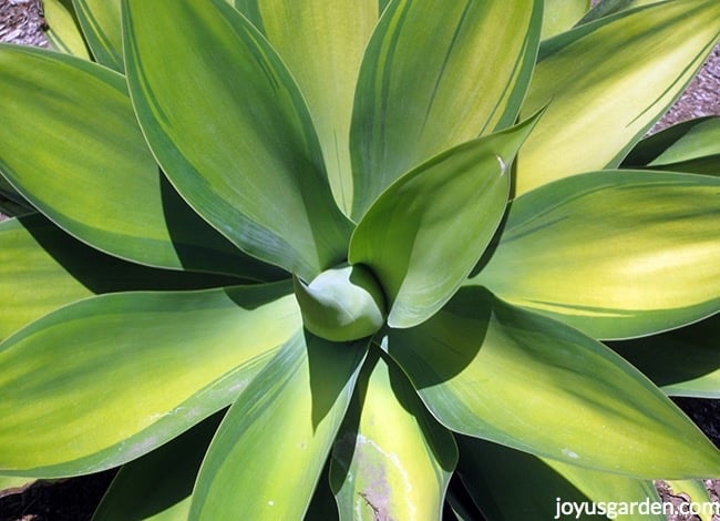 close up of Foxtail Agave Kara's Stripes a succulent
