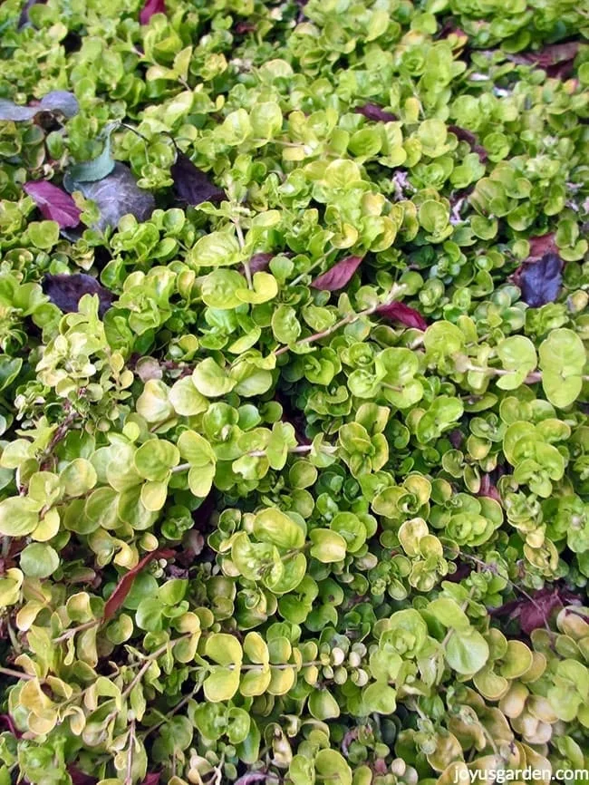 close up of lysimachia aurea a perennial