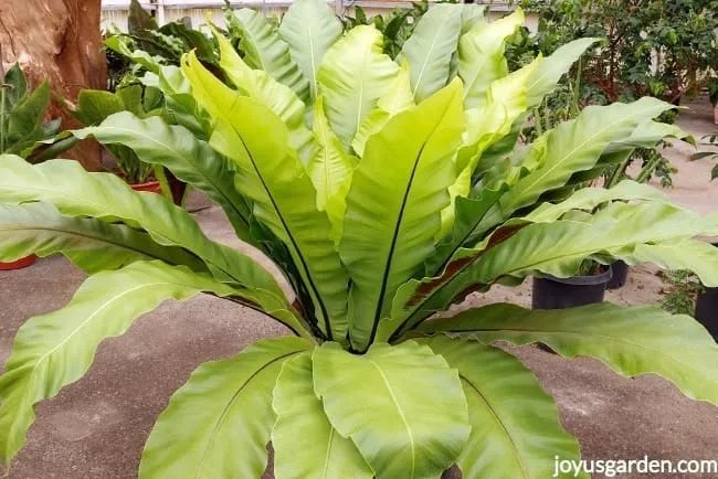 a very large Bird's Nest Fern a perennial