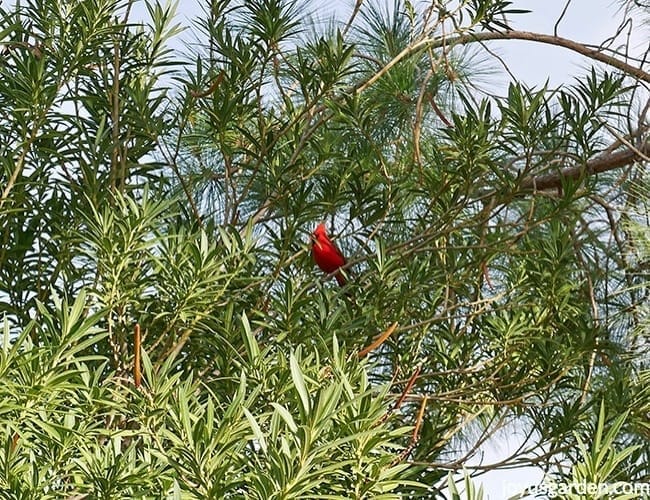 a red cardinal sits in a large oleander in tucson arizona