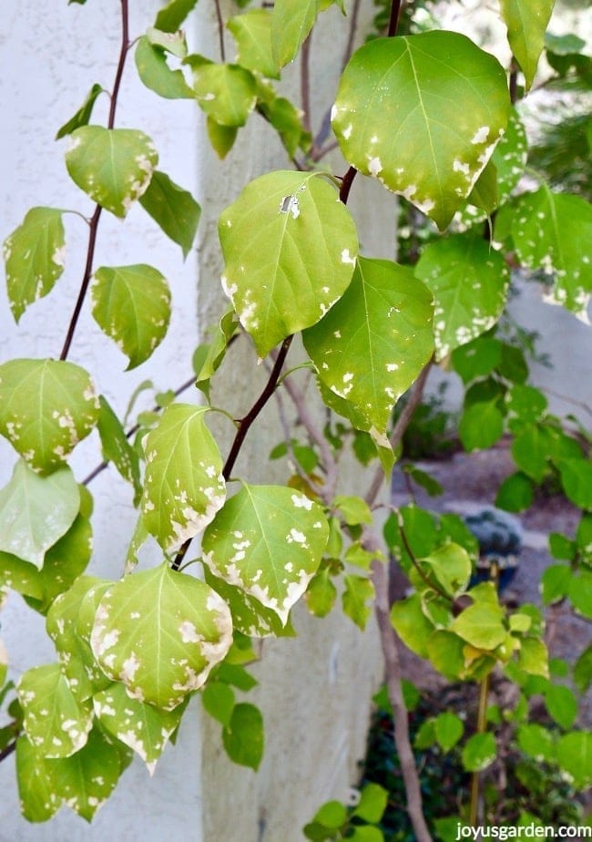 close up of bougainvillea leaves in winter this is light freeze damage