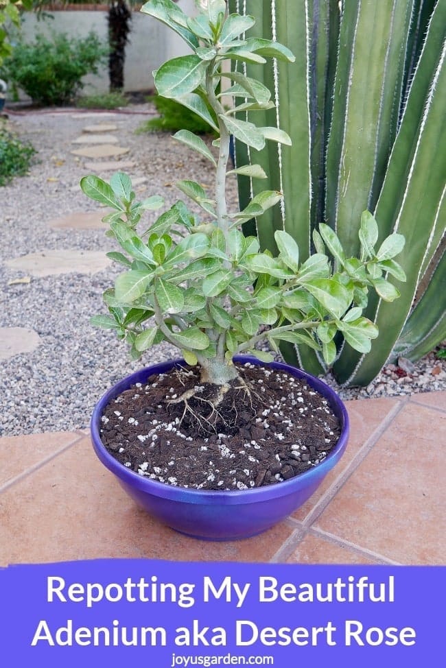 Repotting My Beautiful Adenium (Desert Rose)