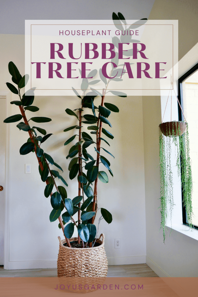 Rubber Plant Care: A Ficus Elastica Growing Guide