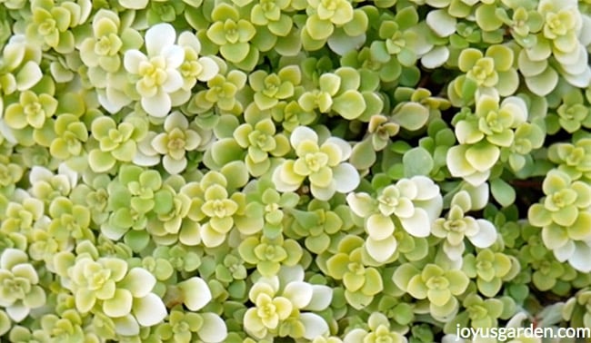 close up of chartreuse sedum ogon ground cover