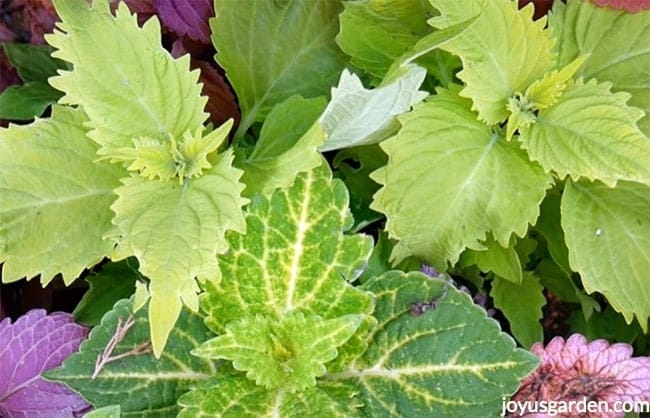 close up of chartreuse coleus