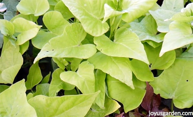 close up of chartreuse sweet potato vine