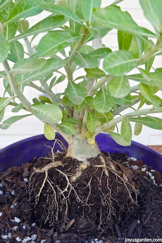 the caudex & upper roots of an adenium obesum aka desert rose exposed