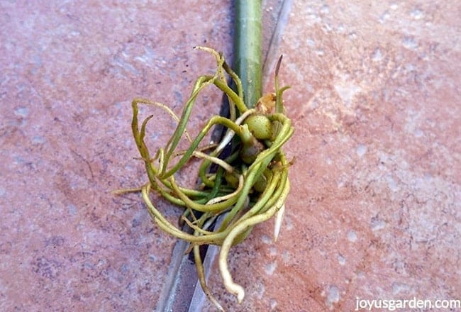 The root end of a ZZ Plant stem cutting. Small tubers are forming off the base