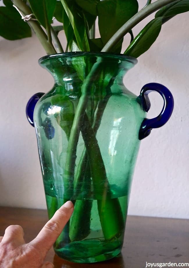 ZZ Plant Stem cuttings in a green vase with blue handles. A finger is pointing to the water line