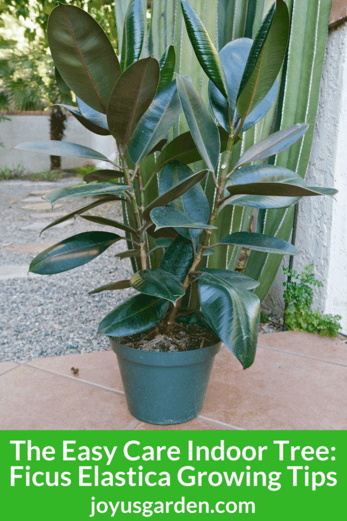 Rubber Plant Care A Ficus Elastica Growing Guide