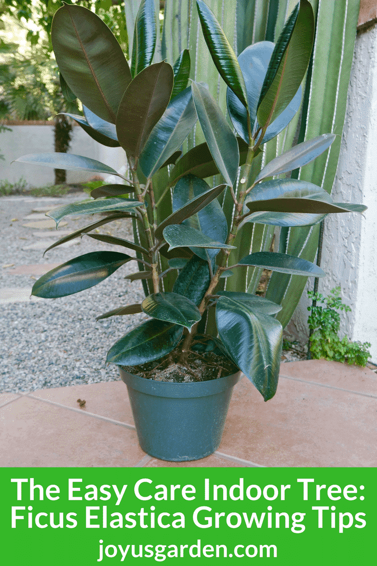 Rubber Plant  Care Guide and Pro Tips - Delivery from Toronto