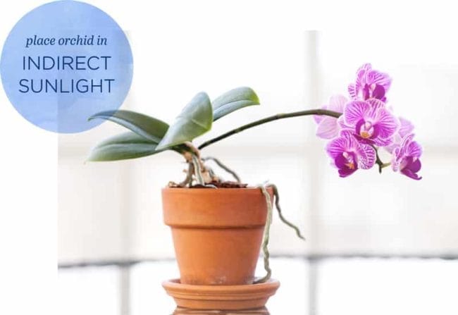 Orchid in terracota pot with graphic saying: place orchid in indirect sunlight