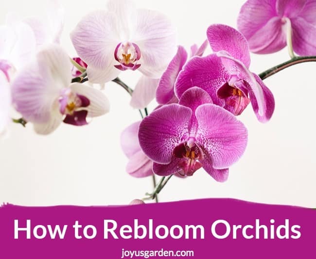 How to Rebloom Orchids