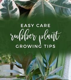 Do you want an easy care indoor tree that grows tall & has large, glossy leaves? Well look no further. These Ficus elastica (Rubber Plant, Rubber Tree) growing tips will keep yours looking great.