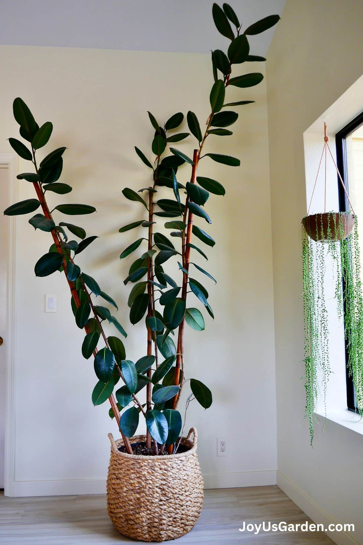 Large rubber tree plant grows indoors in a plant basket next to a window with a hanging string of pearls plant.