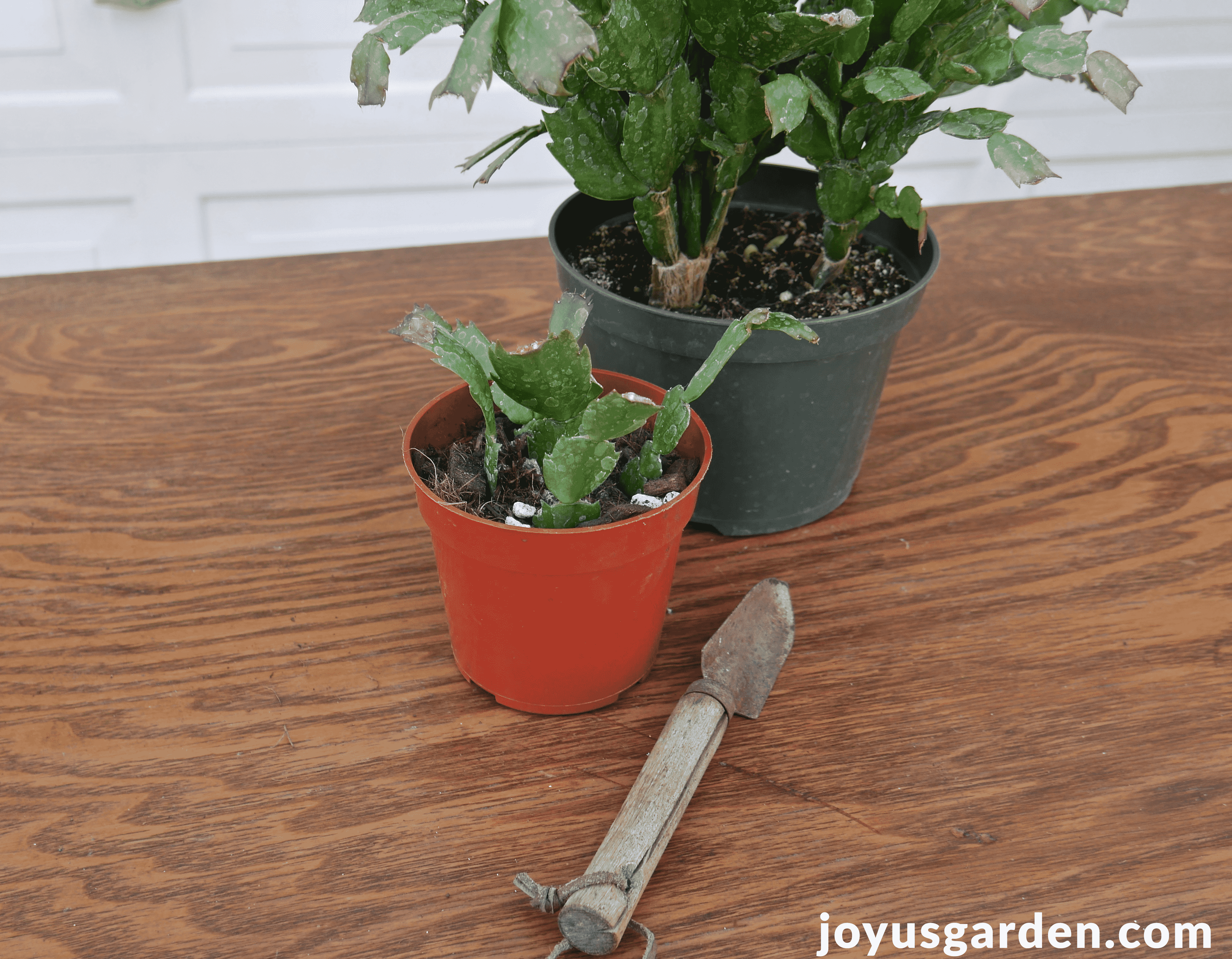 a christmas cactus thanksgiving cactus plant sits on a table with a smaller pot with cuttings along with a small trowel