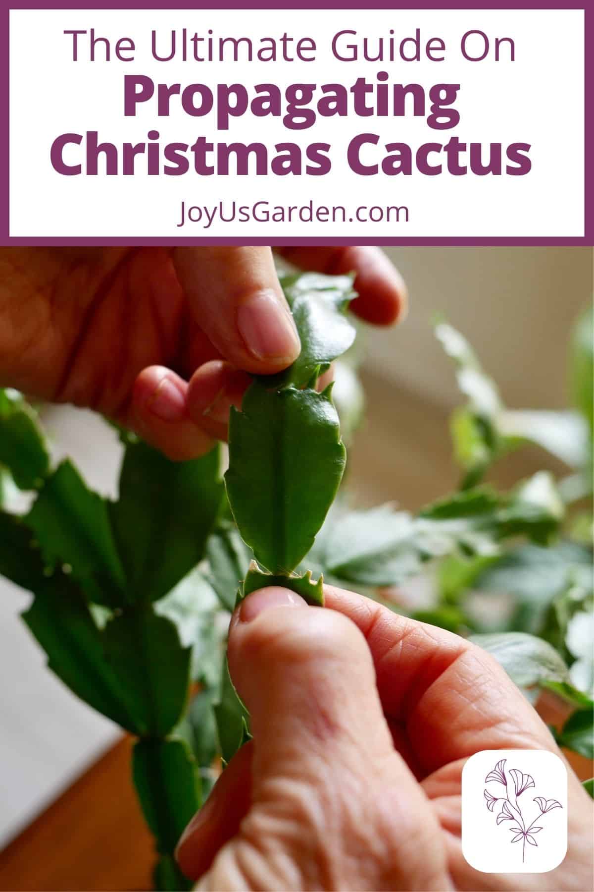 Top 6 How do you propagate a christmas cactus 3 How To Propagate Christmas Cactus By Stem Cuttings