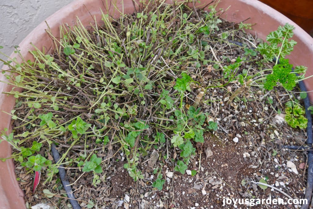A freshly pruned oregano plant is growing outdoors in a container.