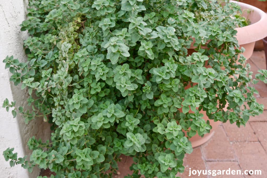 an overgrown oregano plant trailing out of a pot which needs pruning