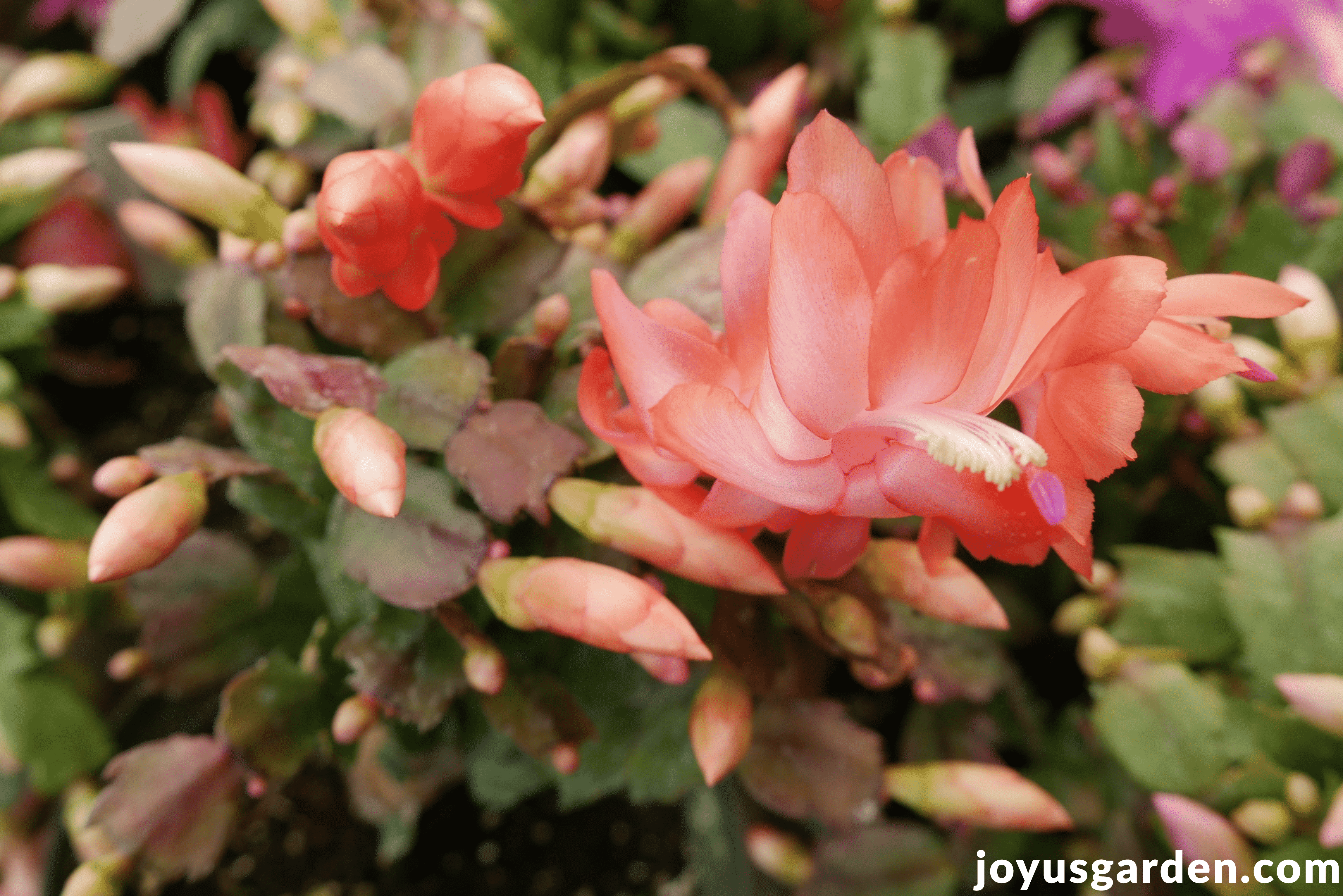 close up of a peach christmas cactus thanksgiving cactus with 1 bloom & many buds