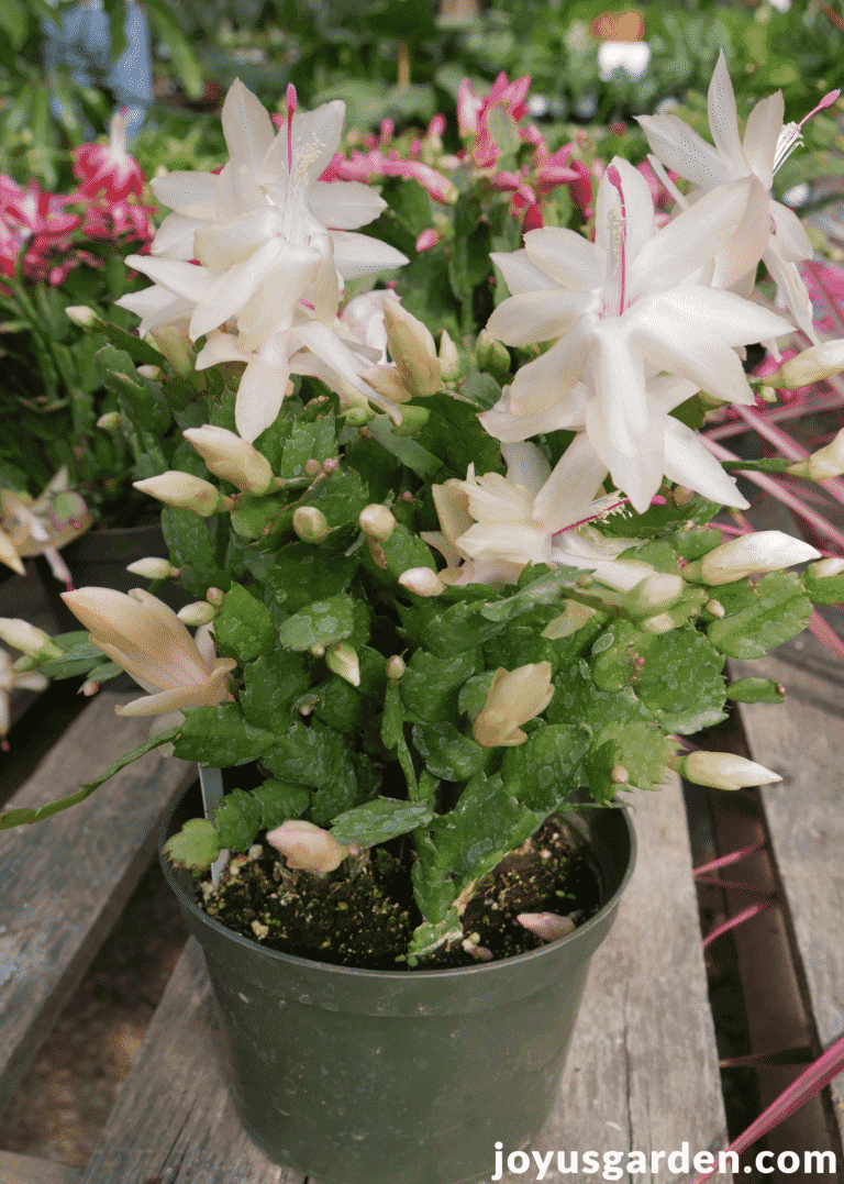 How to Propagate Christmas Cactus by Stem Cuttings Christmas Cactus Propagation