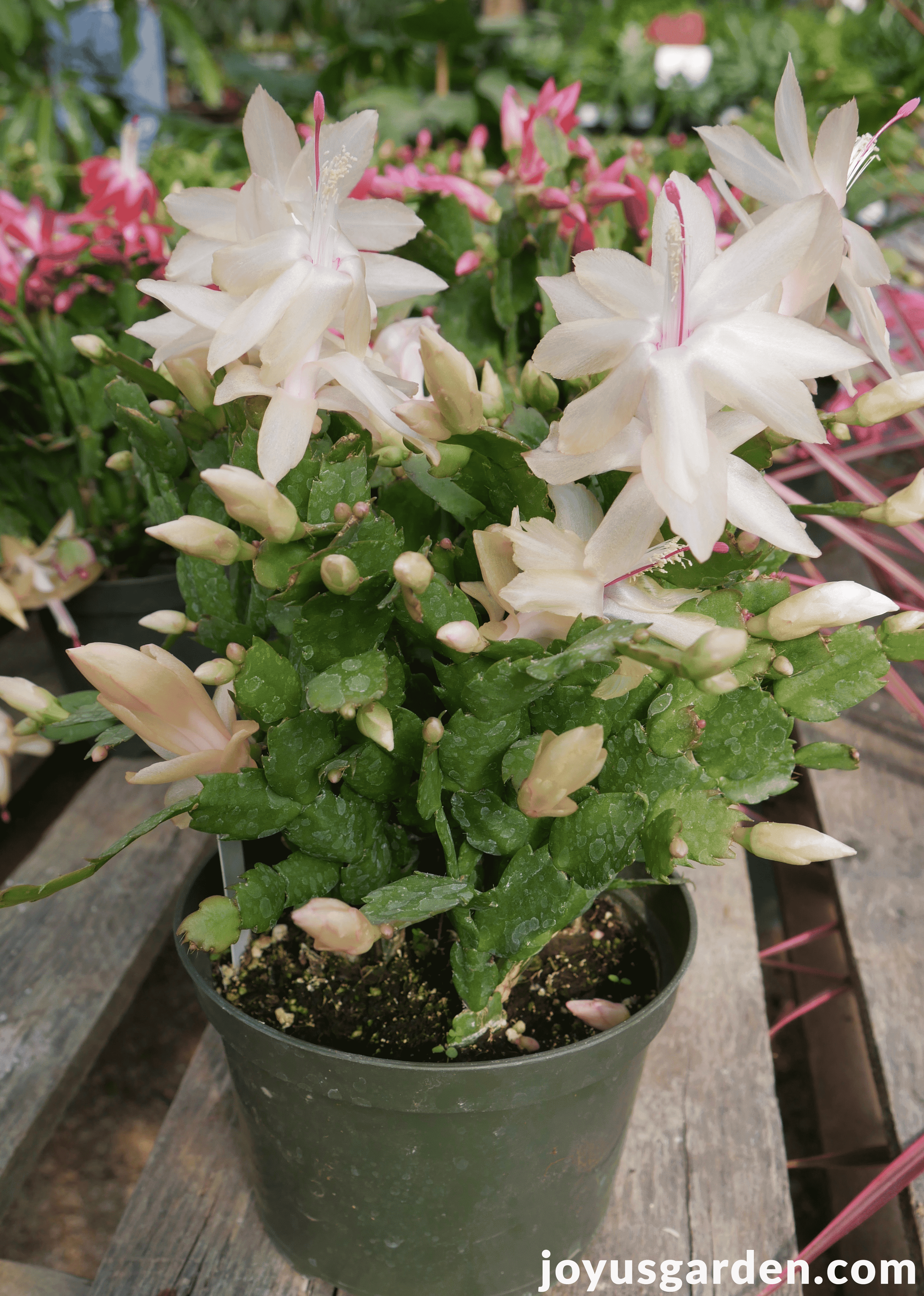 a white christmas cactus with open flowers & many buds sits on a table in a greenhouse