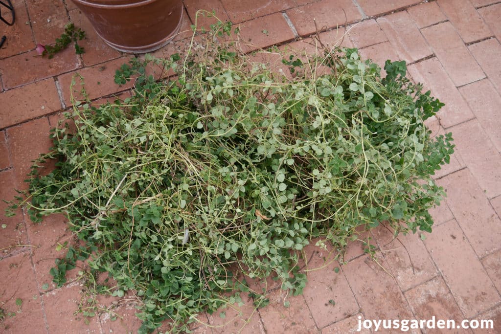 A pile of oregano stems is outdoors on a brick patio.