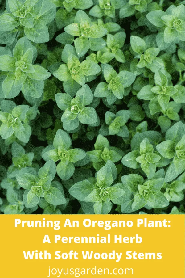 Close up of the fresh growth of an oregano plant the text at the bottom reads pruning an oregano plant a perennial herb with soft woody stems.