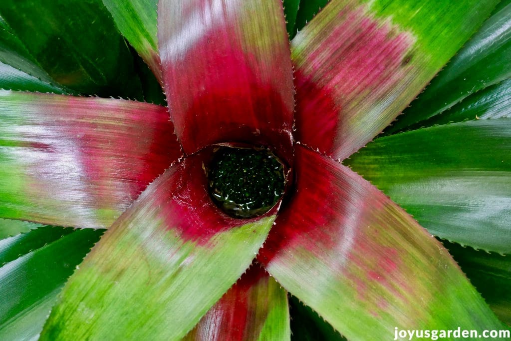 close up of a green & deep pink neoregelia bromeliad plant