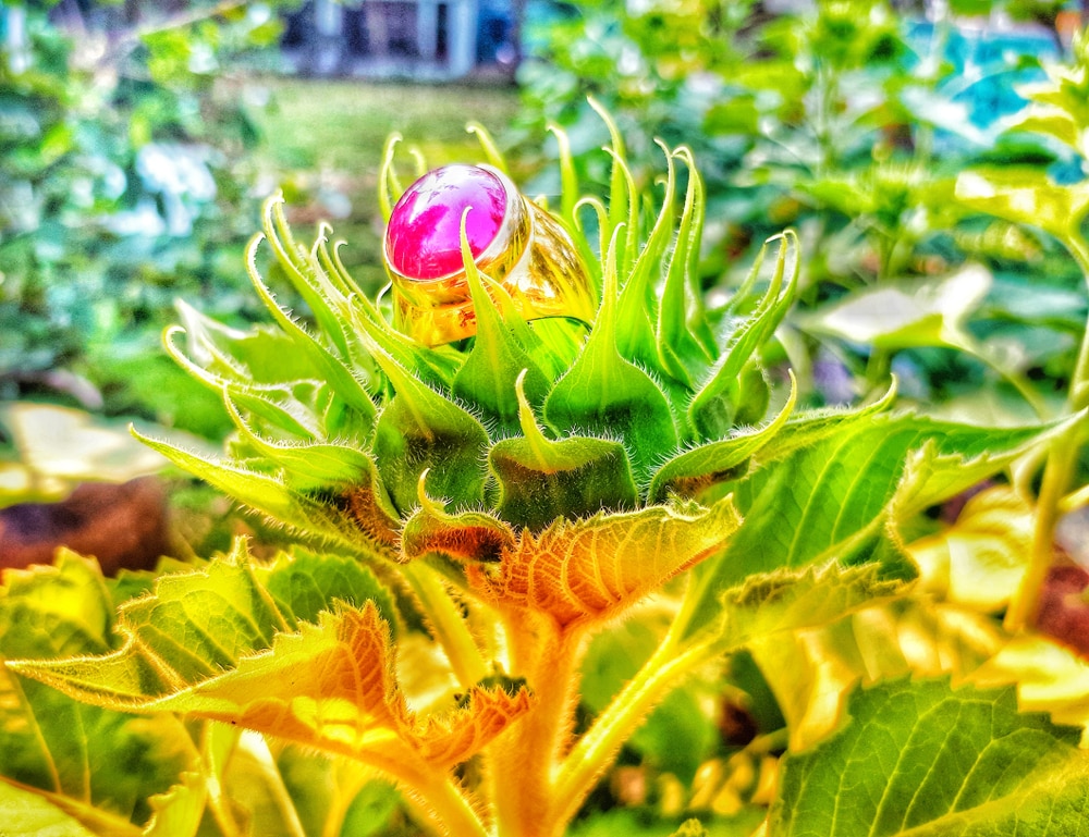 a pink ring sits on a sunflower