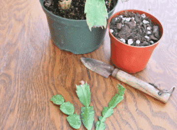 3 Christmas Cactus Thanksgiving Cactus cuttings sit on a table with a Christmas Cactus plant, a small trowel & a pot of mix.