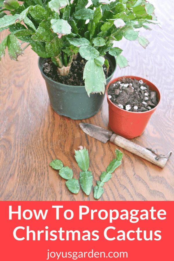 How To Propagate Christmas Cactus By Stem Cuttings Batang Tabon