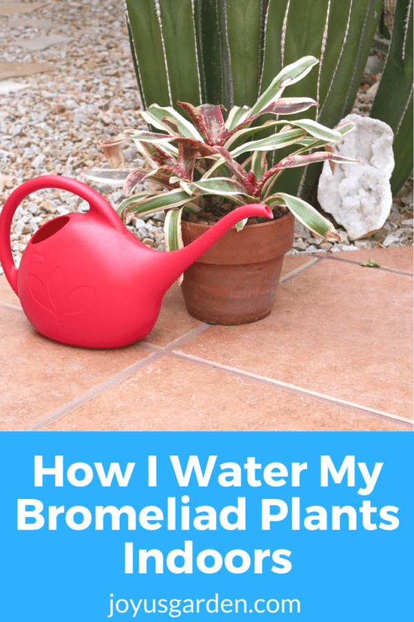 Bromeliad Watering: How I Water Bromeliad Plants Indoors