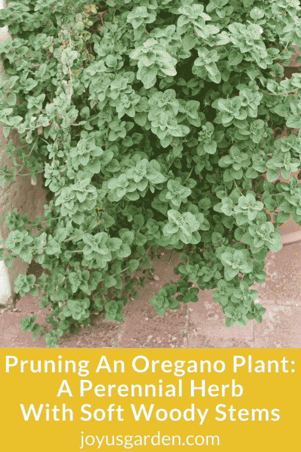 close up of a large oregano plant trailing out of a pot the text reads pruning an oregano plant a perennial herb with soft woody stems