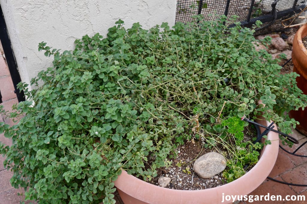 An oregano plant is shown growing outdoors hooked up to irrigation lines.