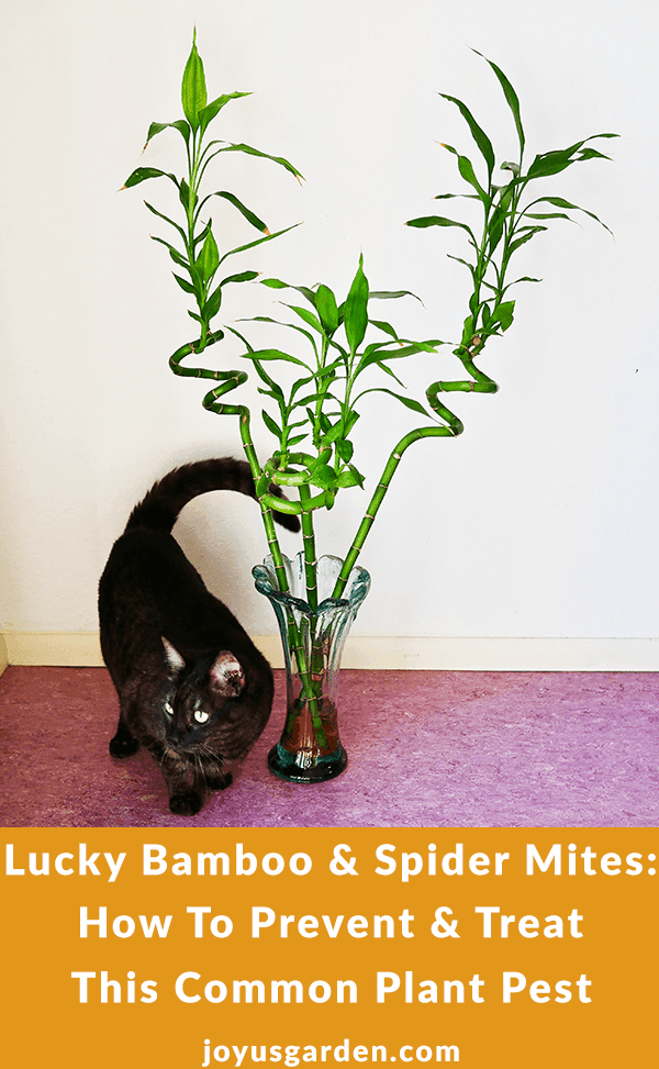 Lucky Bamboo and Spider Mites: How To Prevent This Common Plant Pest