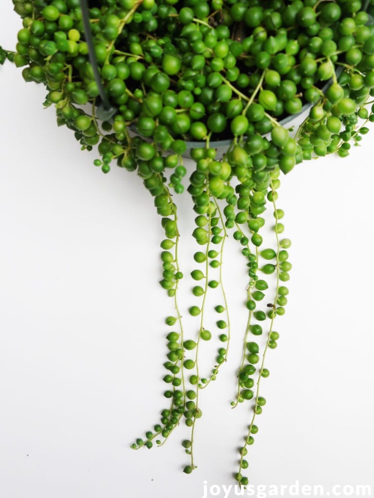 string of pearls plant trails dangling outside of container against a white surface