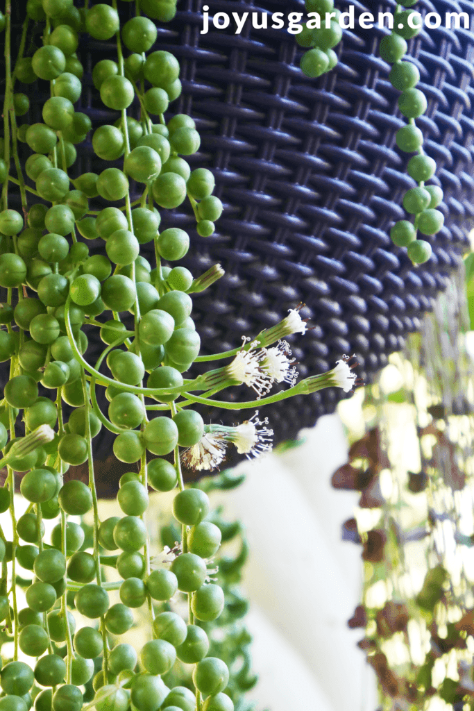 long, trailing stems of a string of pearls plant with white flowers