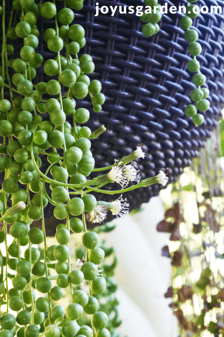 growing-a-string-of-pearls-plant-outdoors