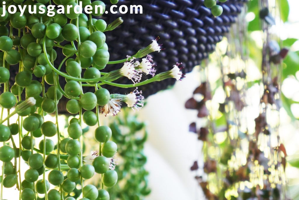 white string of pearls flowers & buds growing on long stems