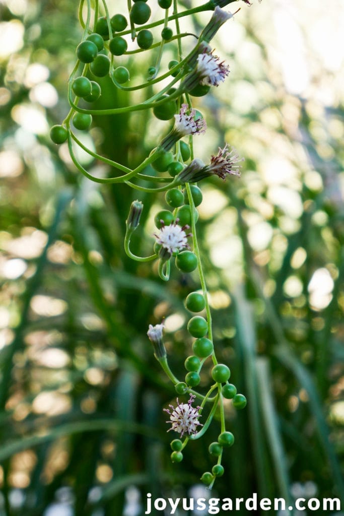 String Of Pearls Flowers: What Makes This Plant Bloom