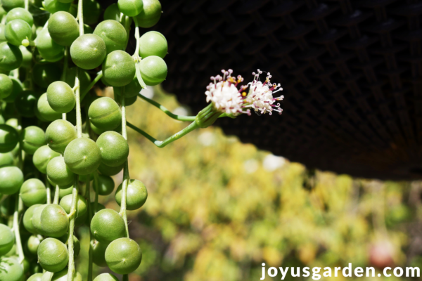 the small white, fragrant flowers of a string of pearls plant