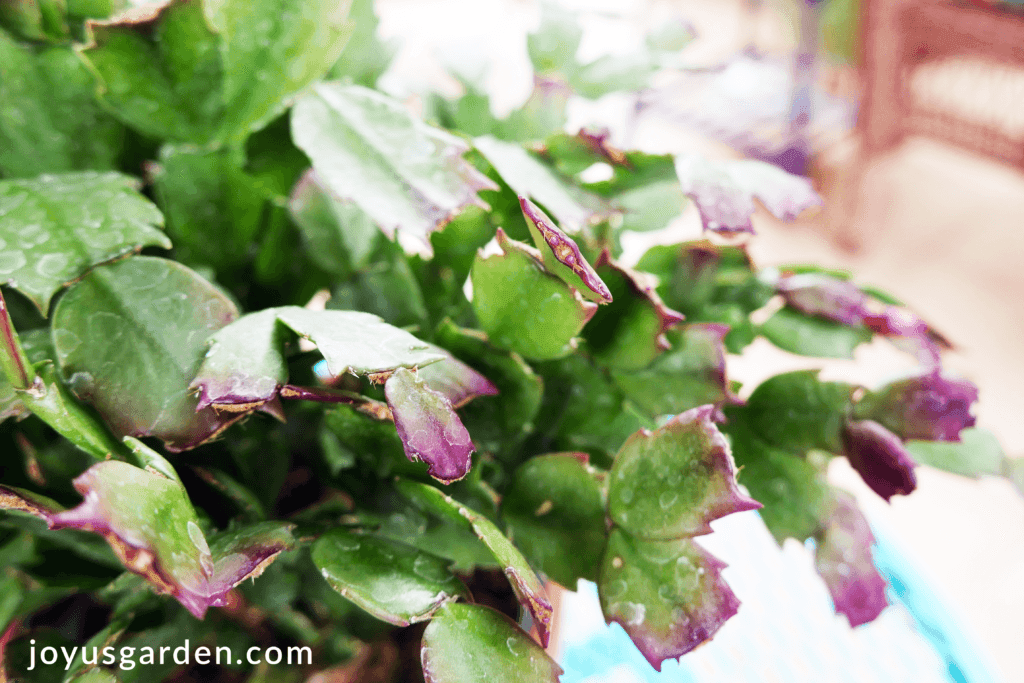 close up of christmas cactus leaves